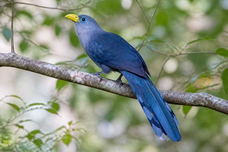 Image of a Blue Malkoha in its natural habitat