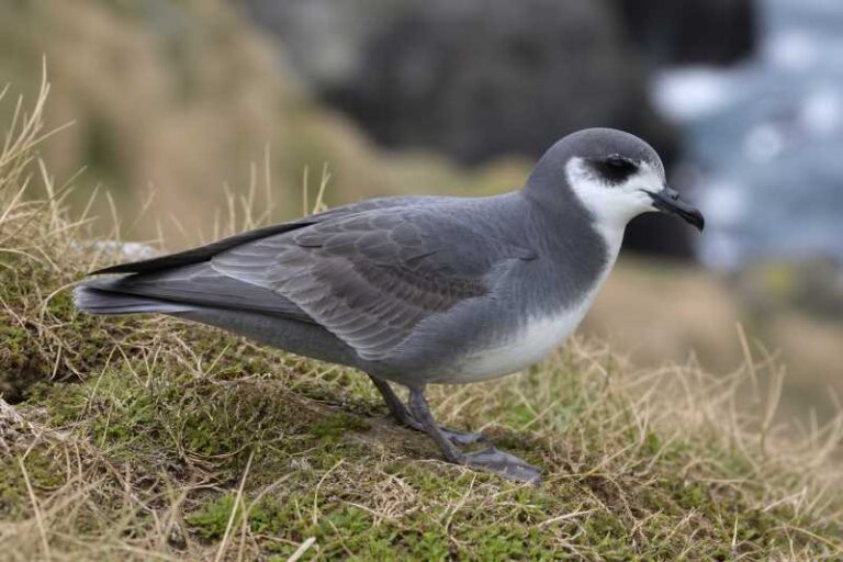 Image of a Blue Petrel in its natural habitat