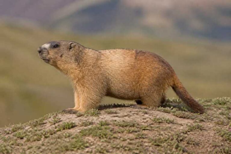 Image of a Bobak Marmot in its natural habitat