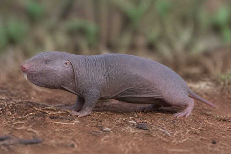 Image of a Bocage's Mole-rat in its natural habitat