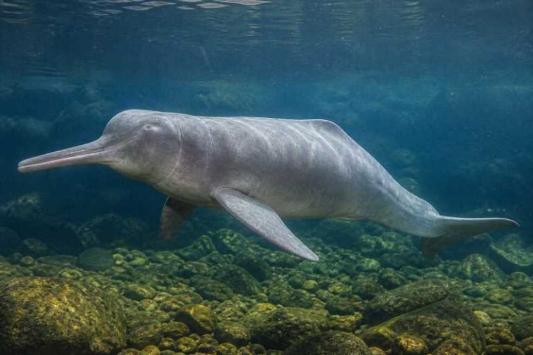 Image of a Bolivian River Dolphin in its natural habitat