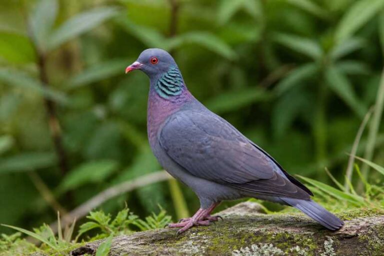 Image of a Bolle's Pigeon in its natural habitat