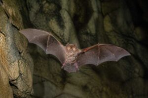 Image of a Bornean Horseshoe Bat in its natural habitat