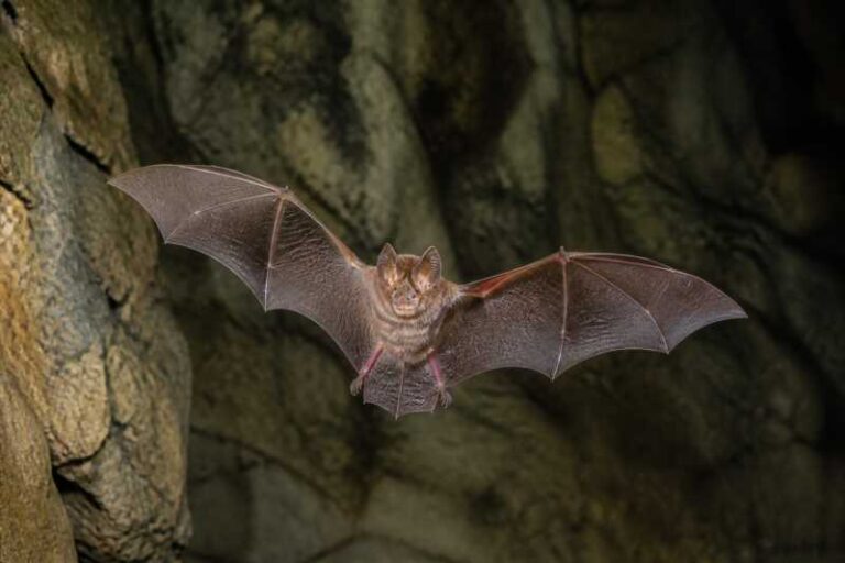 Image of a Bornean Horseshoe Bat in its natural habitat
