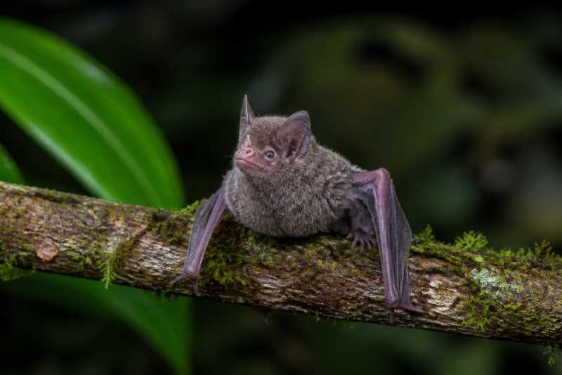 Image of a Bornean Woolly Bat in its natural habitat