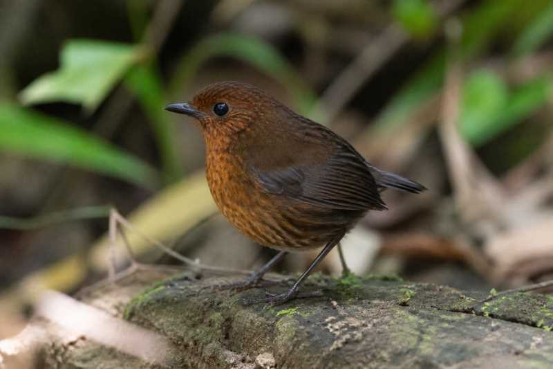 Image of a Bornean Shortwing in its natural habitat