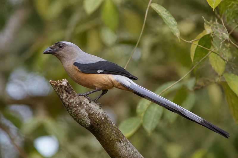 Image of a Bornean Treepie in its natural habitat