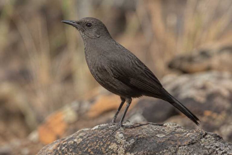 Image of a Boulder Chat in its natural habitat