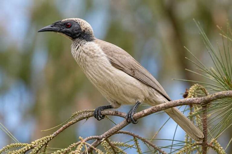 Image of a Brass's Friarbird in its natural habitat