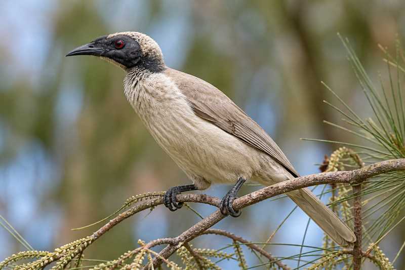 Image of a Brass's Friarbird in its natural habitat