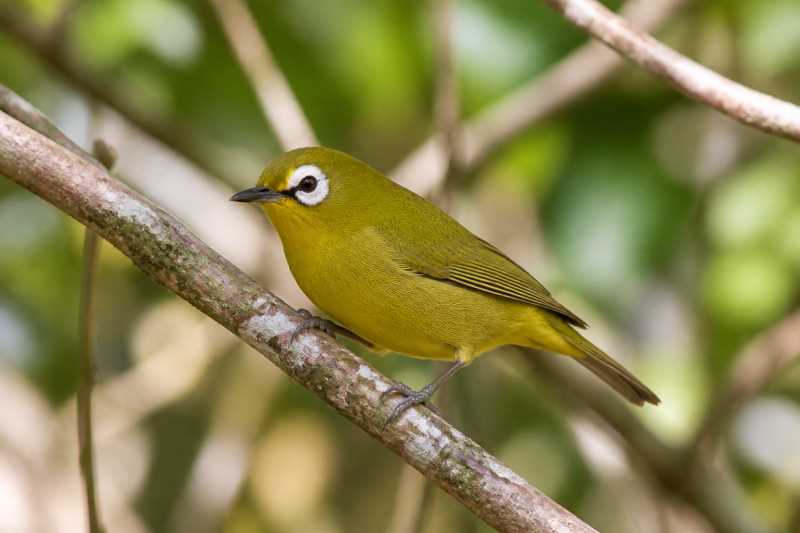 Image of a Broad-ringed White-eye in its natural habitat