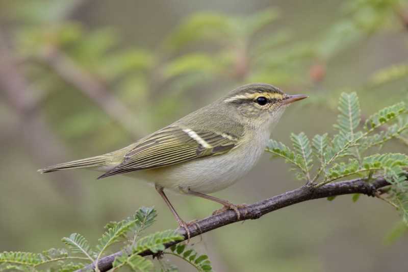 Image of a Brooks's Leaf Warbler in its natural habitat