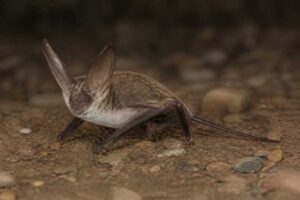 Image of a Brosset's Big-eared Bat in its natural habitat