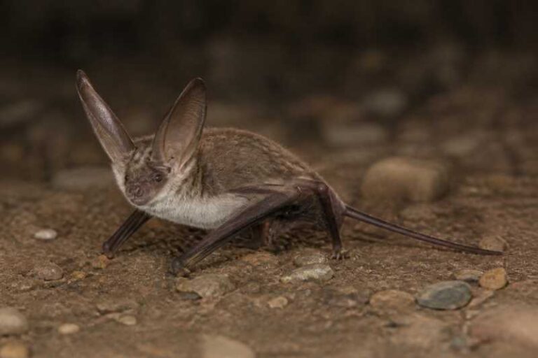 Image of a Brosset's Big-eared Bat in its natural habitat