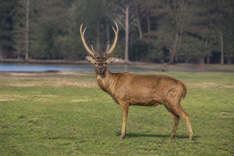 Image of a Brow-antlered Deer in its natural habitat