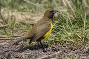 Image of a Brown-and-yellow Marshbird in its natural habitat