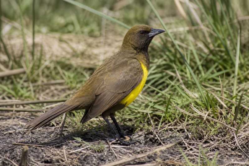 Image of a Brown-and-yellow Marshbird in its natural habitat