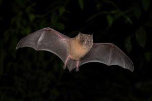 Image of a Brown-bellied Broad-nosed Bat in its natural habitat