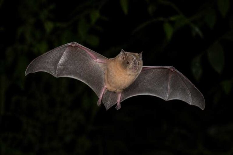 Image of a Brown-bellied Broad-nosed Bat in its natural habitat