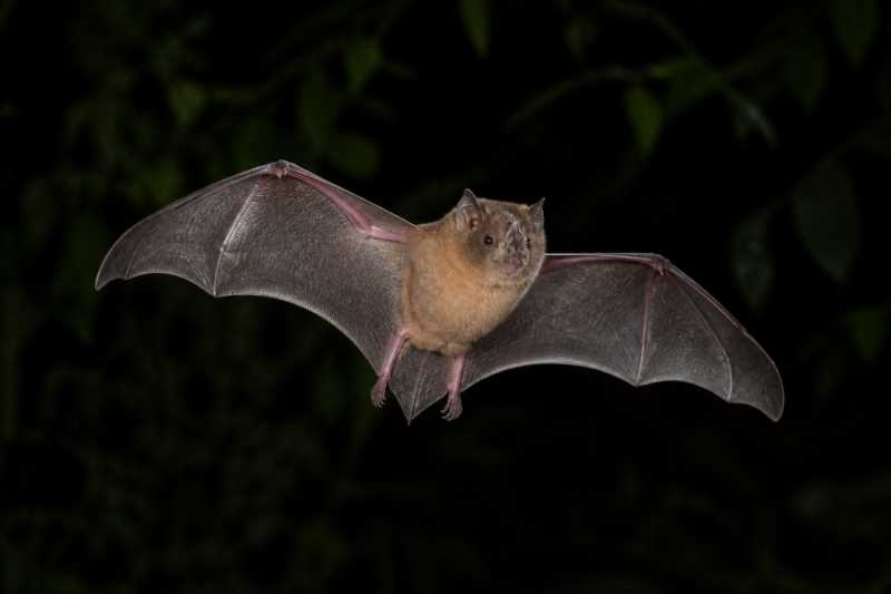 Image of a Brown-bellied Broad-nosed Bat in its natural habitat