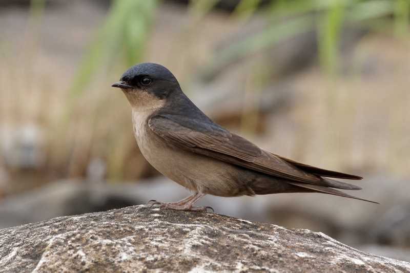Image of a Brown-bellied Swallow in its natural habitat