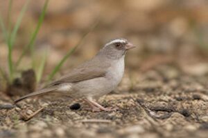 Image of a Brown-rumped Seedeater in its natural habitat