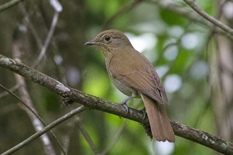 Image of a Brown-winged Schiffornis in its natural habitat