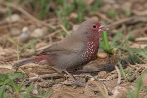 Image of a Brown Firefinch in its natural habitat