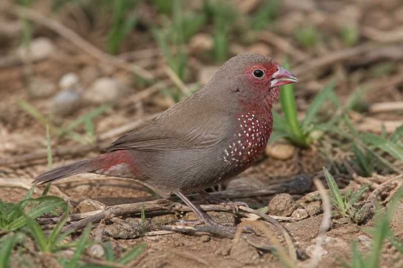Image of a Brown Firefinch in its natural habitat