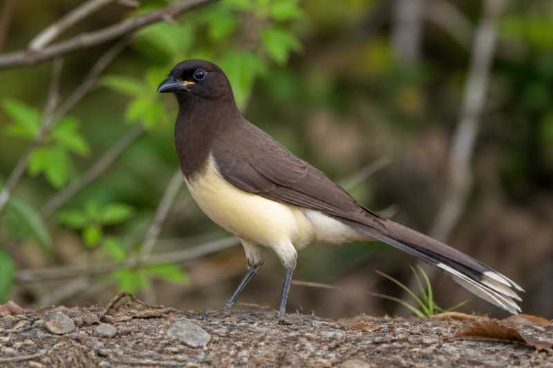 Image of a Brown Jay in its natural habitat