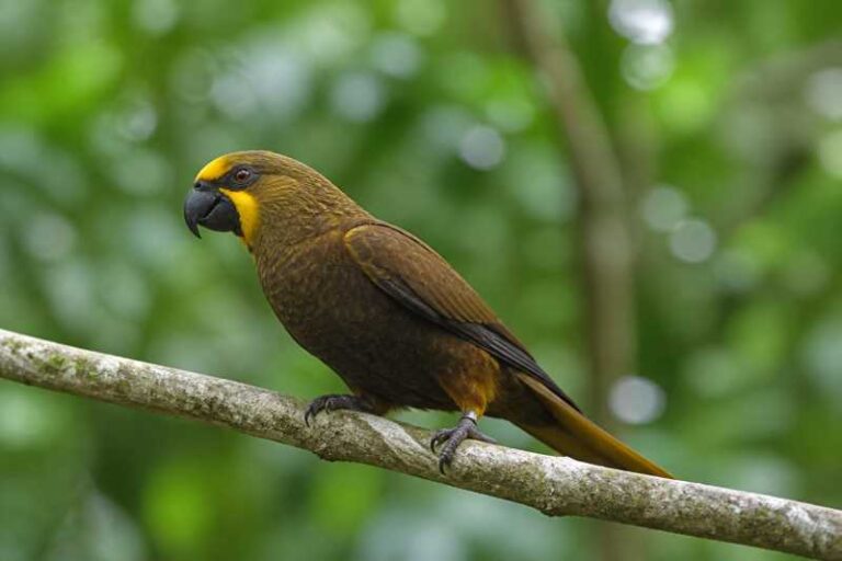 Image of a Brown Lory in its natural habitat