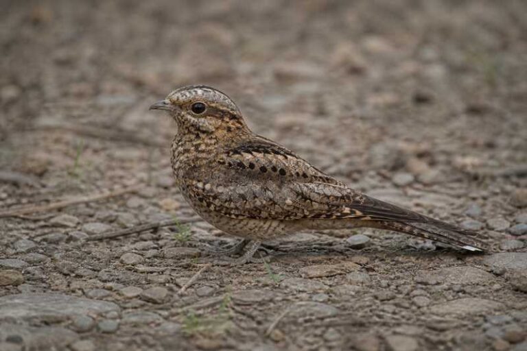 Image of a Brown Nightjar in its natural habitat
