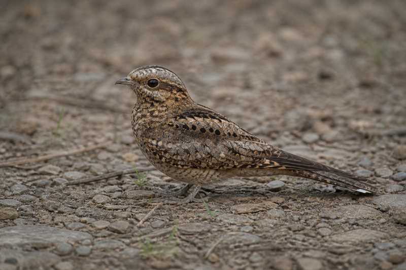 Image of a Brown Nightjar in its natural habitat