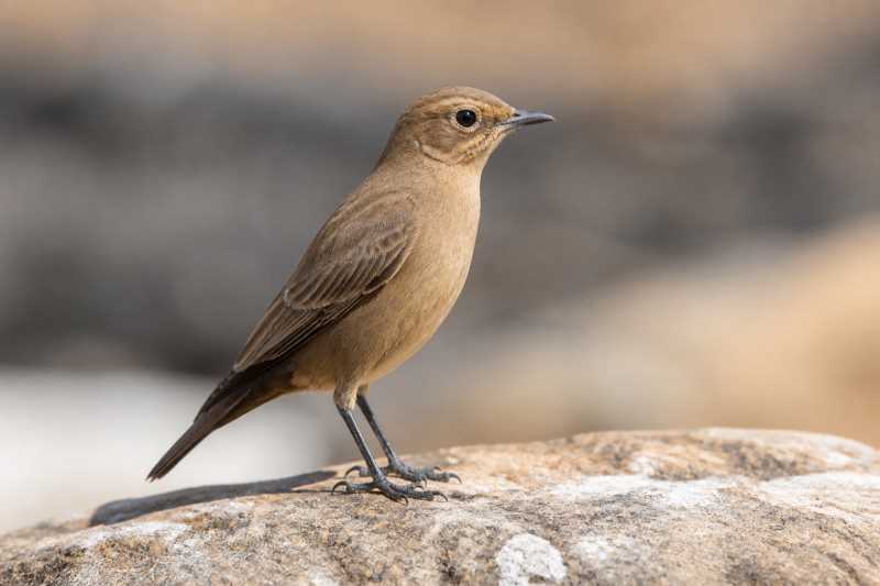 Image of a Brown Rock Chat in its natural habitat
