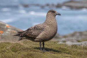 Image of a Brown Skua in its natural habitat