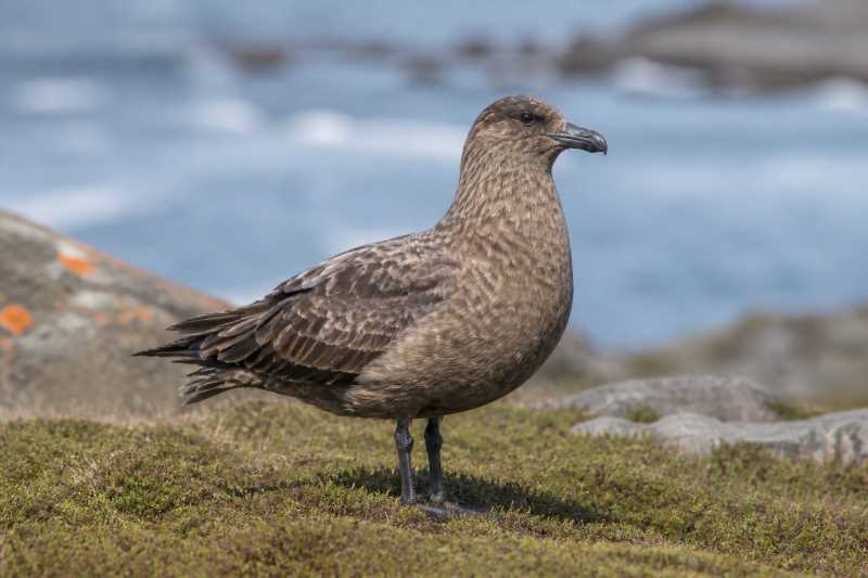 Image of a Brown Skua in its natural habitat