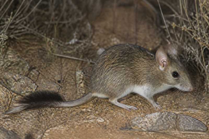 Image of a Brush-tailed Rabbit Rat in its natural habitat