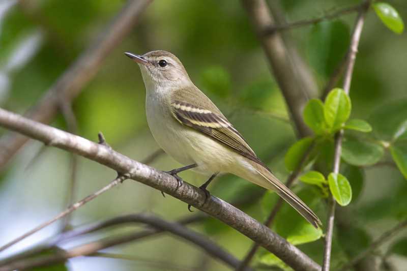 Image of a Buff-banded Tyrannulet in its natural habitat