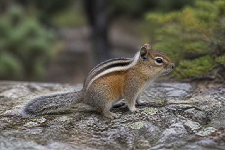 Image of a Buller's Chipmunk in its natural habitat