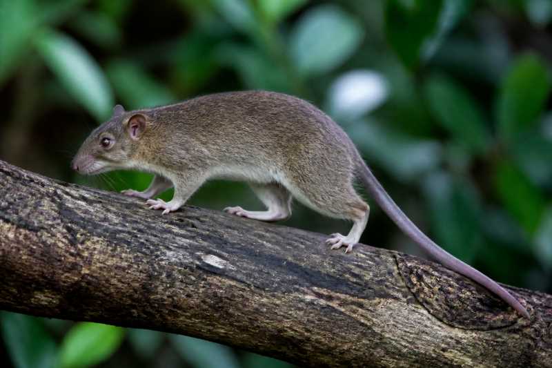 Image of a Burmese Tree Rat in its natural habitat