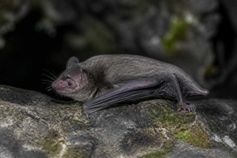 Image of a Burmese Whiskered Myotis in its natural habitat