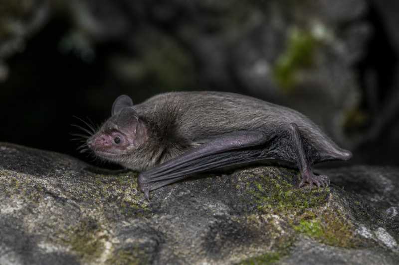 Image of a Burmese Whiskered Myotis in its natural habitat