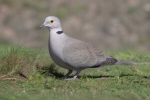 Image of a Burmese Collared Dove in its natural habitat