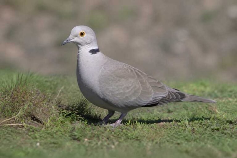 Image of a Burmese Collared Dove in its natural habitat