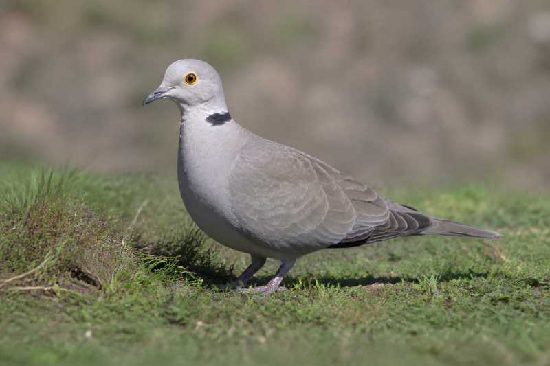 Image of a Burmese Collared Dove in its natural habitat