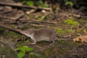 Image of a Bururi Mouse Shrew in its natural habitat