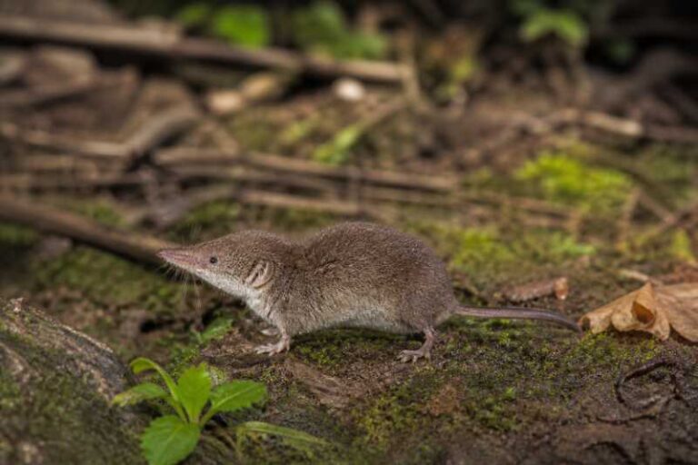 Image of a Bururi Mouse Shrew in its natural habitat