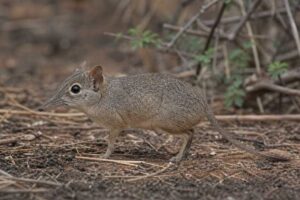 Image of a Bushveld Sengi in its natural habitat