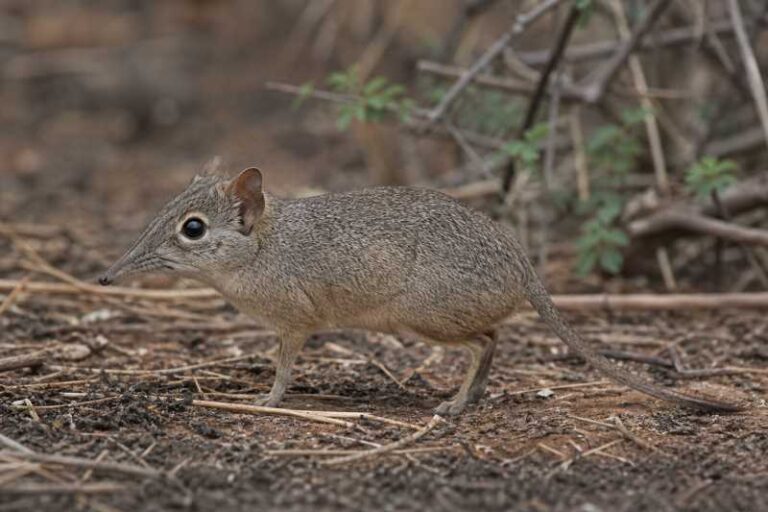 Image of a Bushveld Sengi in its natural habitat