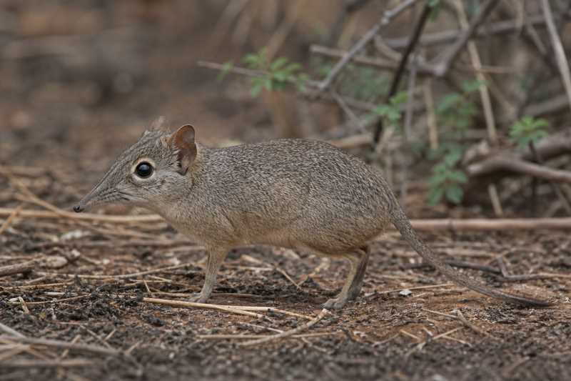 Image of a Bushveld Sengi in its natural habitat